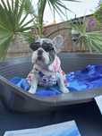 Bulldog francez cu pedigree