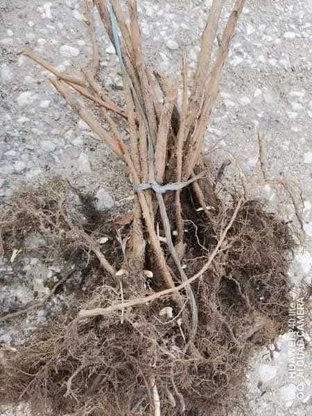 Малини разсад херетидж