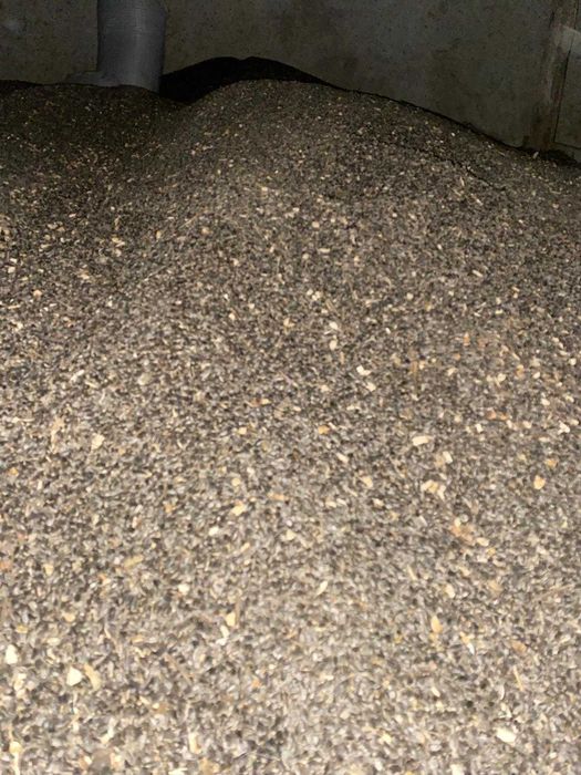 floarea soarelui de vanzare