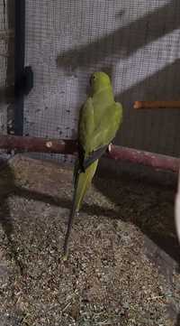 Ожереловый Болтовый попугай