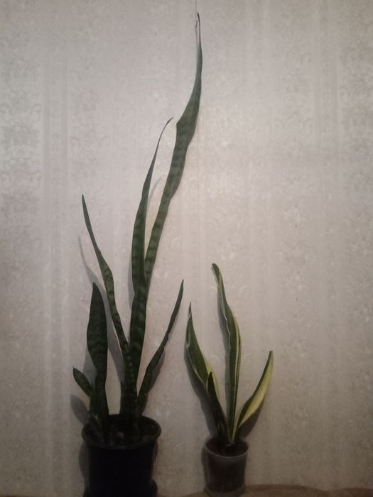 Тёщин язык. Сансевьерия.