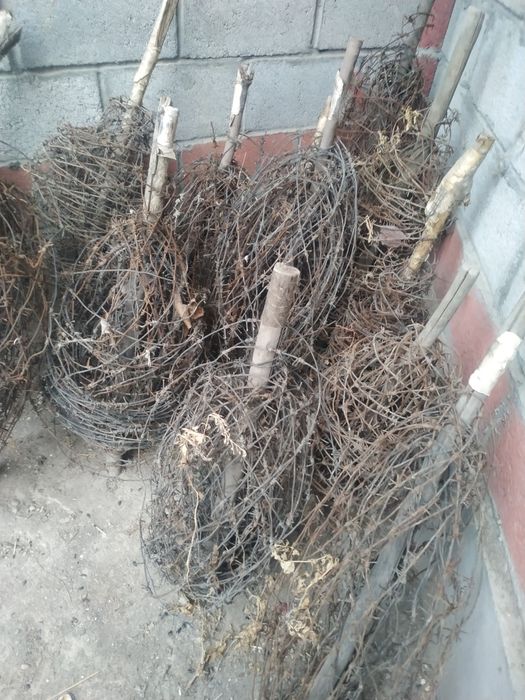 Tikanli simlar 900 metr 550 ming soʻm