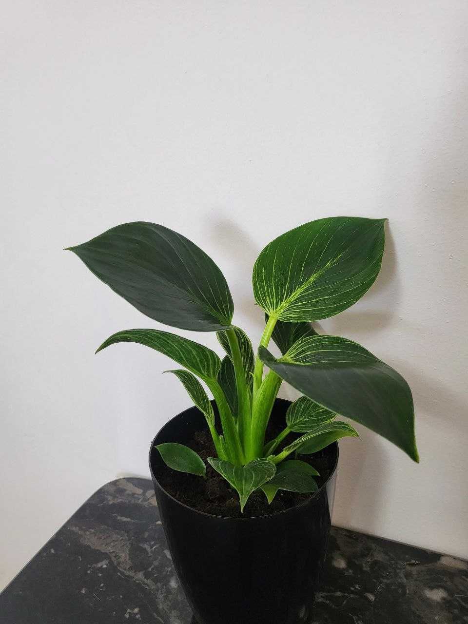 Felodendron birkin