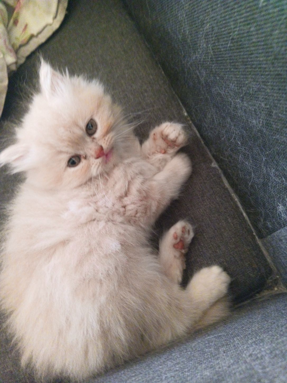 Персийски котета