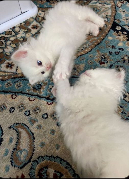 Продается котята