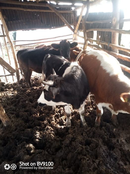 Vaca și jurinci la vânzare