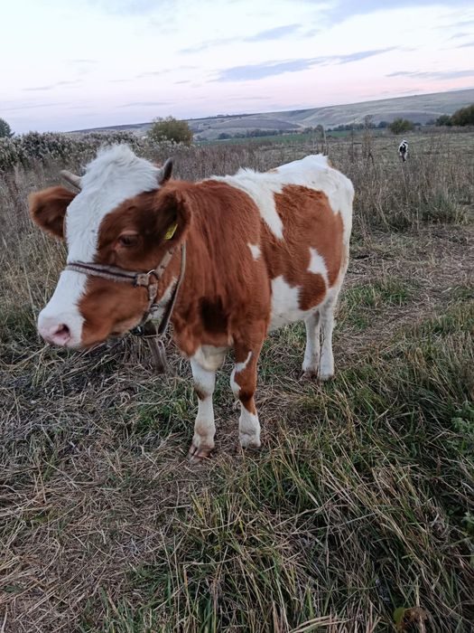 2 vitele si un vitel