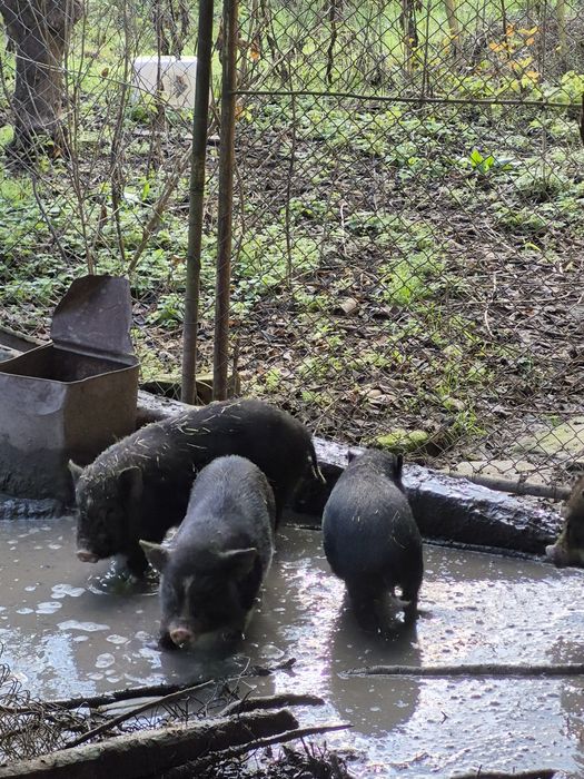 Виетнамски прасета