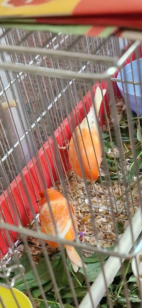 Canari portocalii