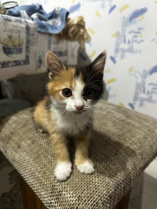 Отдам котенка в добрые руки