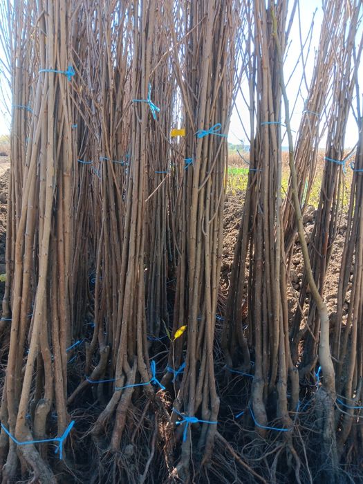 Pomi fructiferi de vânzare!