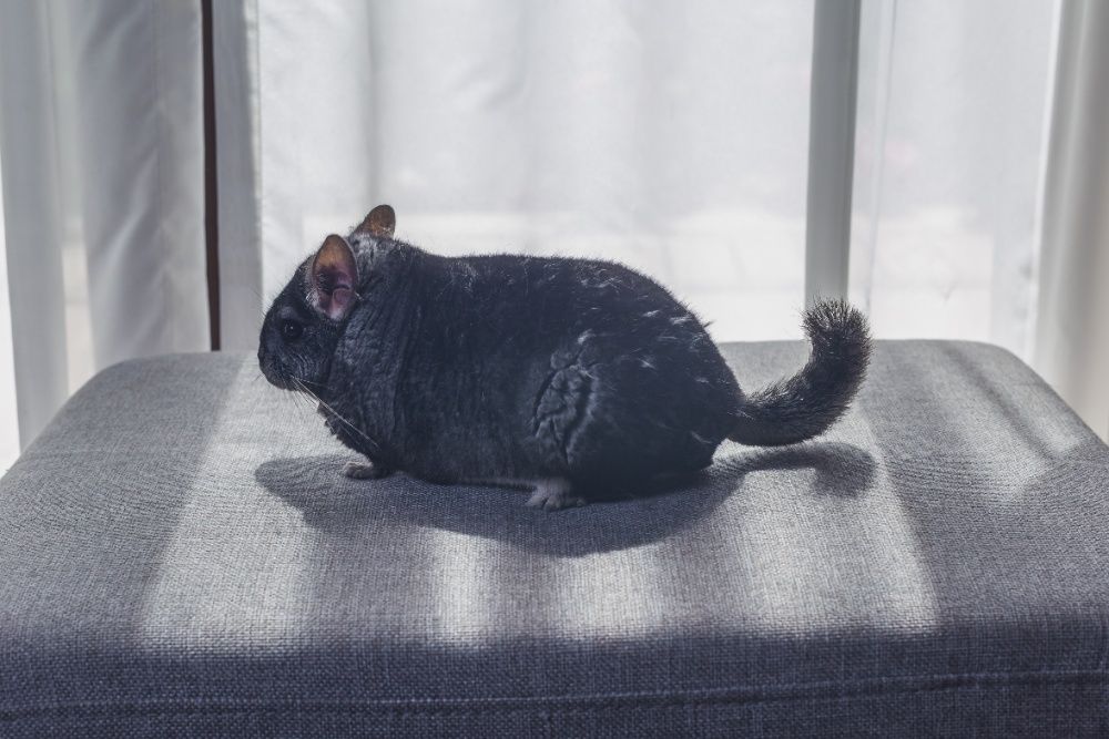 Chinchilla Sinsila Cincila Standard