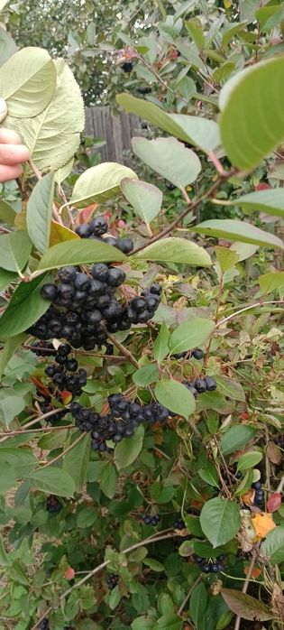 Продам плоды черноплодной рябины