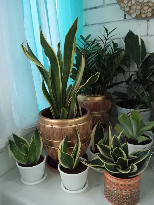 Красивые и Уютные Цветы в Ваш Дом