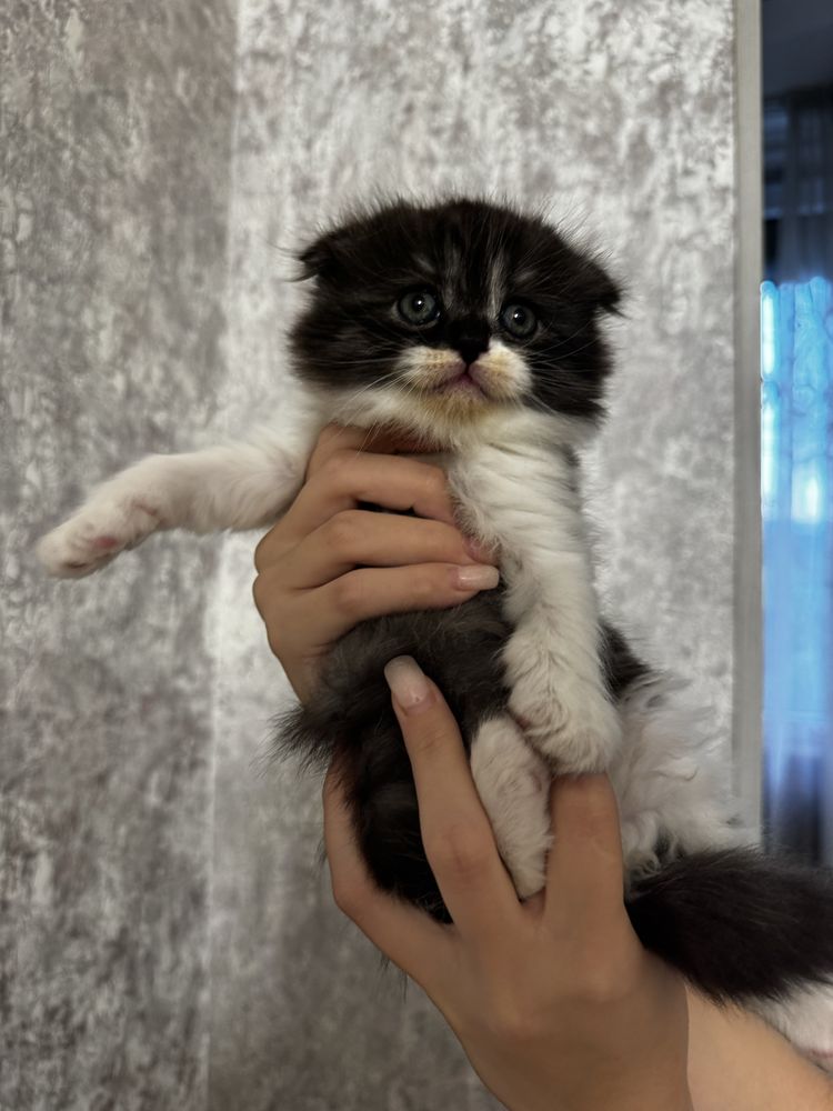 Котята скотиш фолд