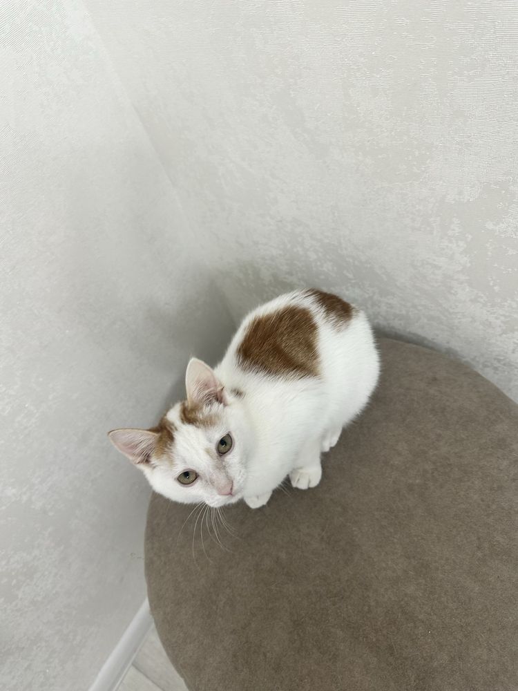 Маленький милый мурчащий котик ищет дом и любящую семью