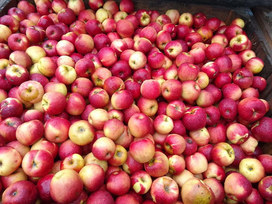 Vând, mere jonathan pt industrie (țuică) !!!