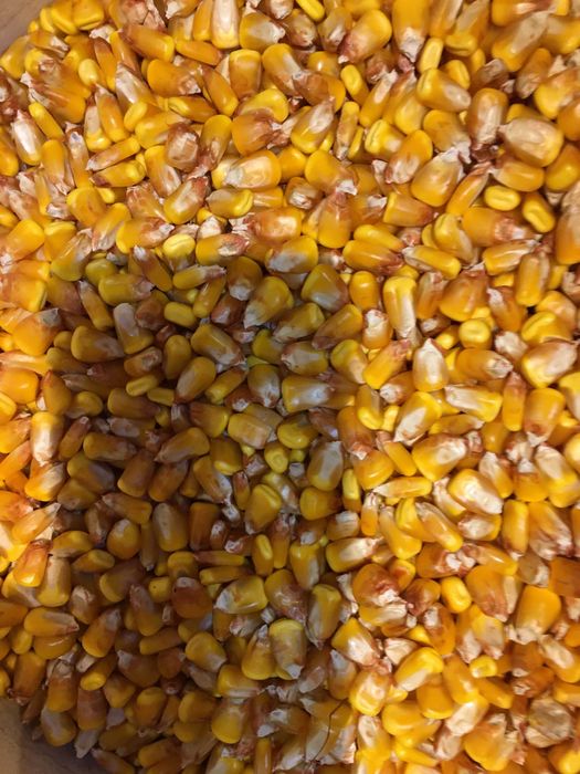 Vand porumb boabe Kawees Kasmir