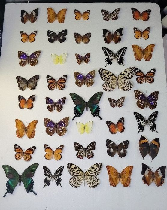 Бабочки в рамке делаю аналаги