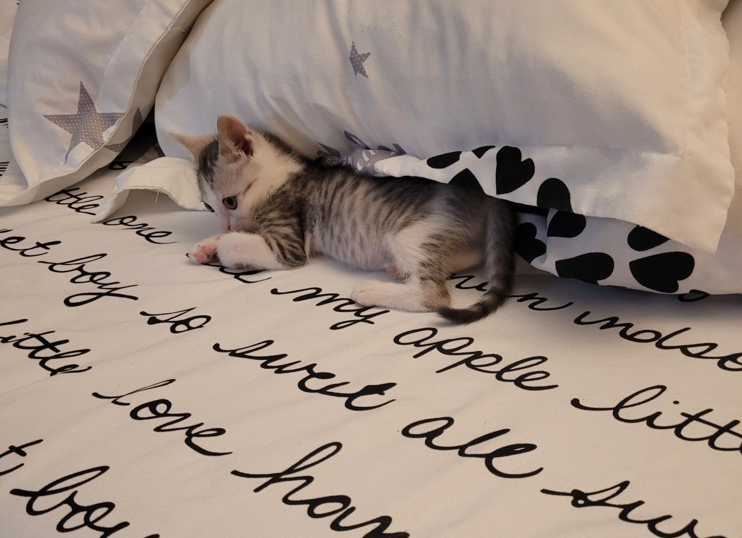 Adopție responsabila