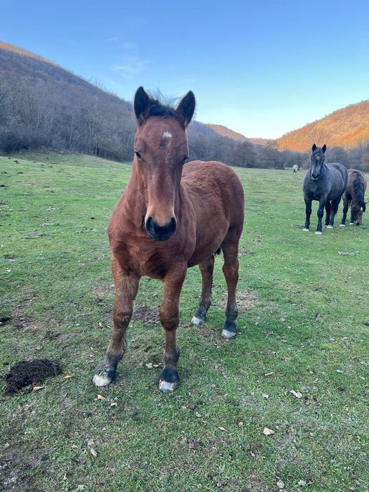 Vând 2 mânzi de 5 luni