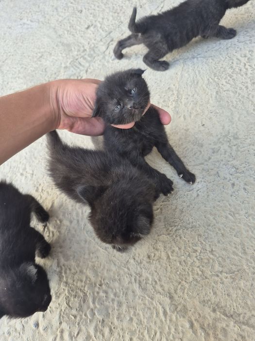 Котят бесплатно.