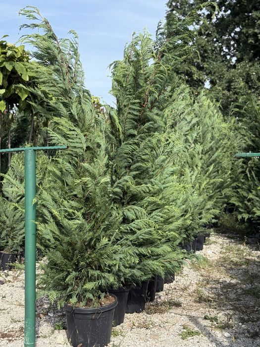 Vand leylandii/leylandii gold calitate extra diferite dimensiuni