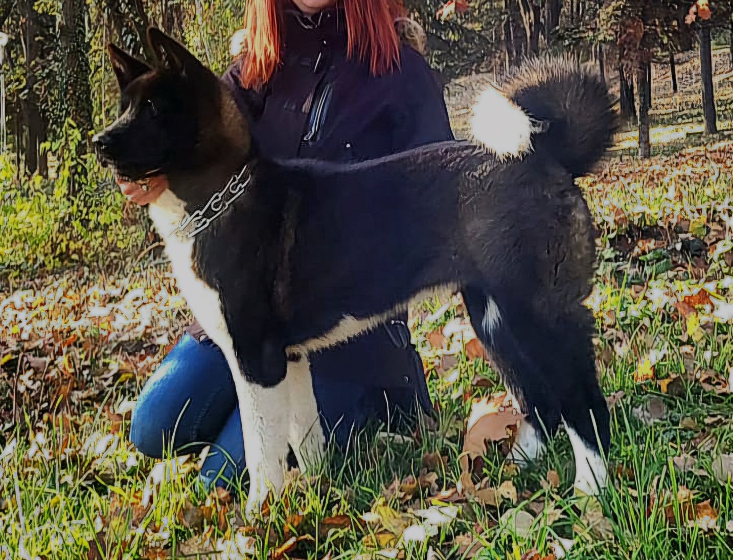 American akita rezervari