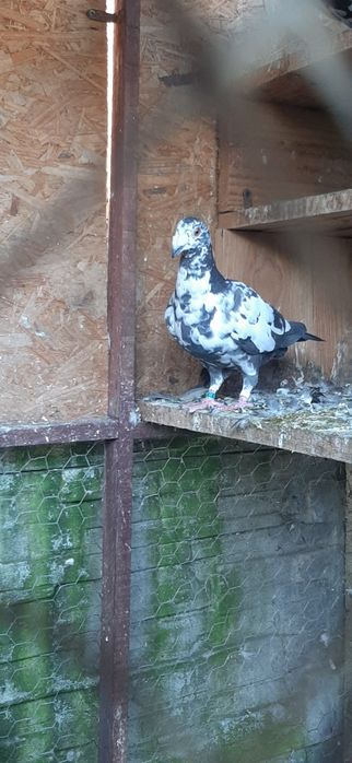 Porumbei duduros stil vechi