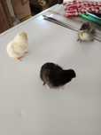 Pui de țară și australorp