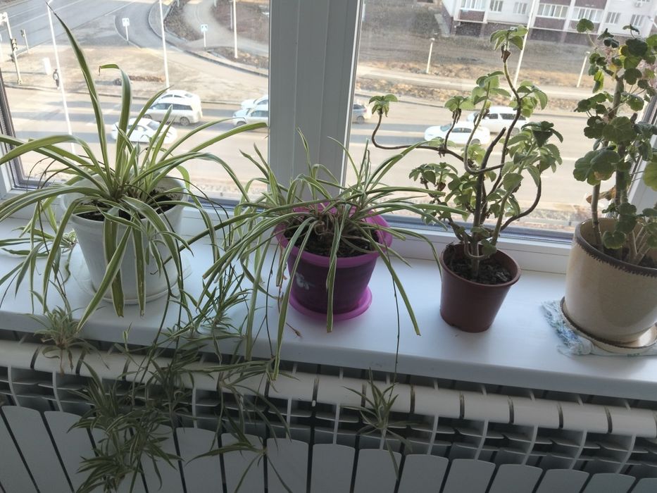 Продам комнатные цветы. Хлорофитум, Герань, Мята.