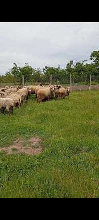 Berbeci și oii pentru Bairam
