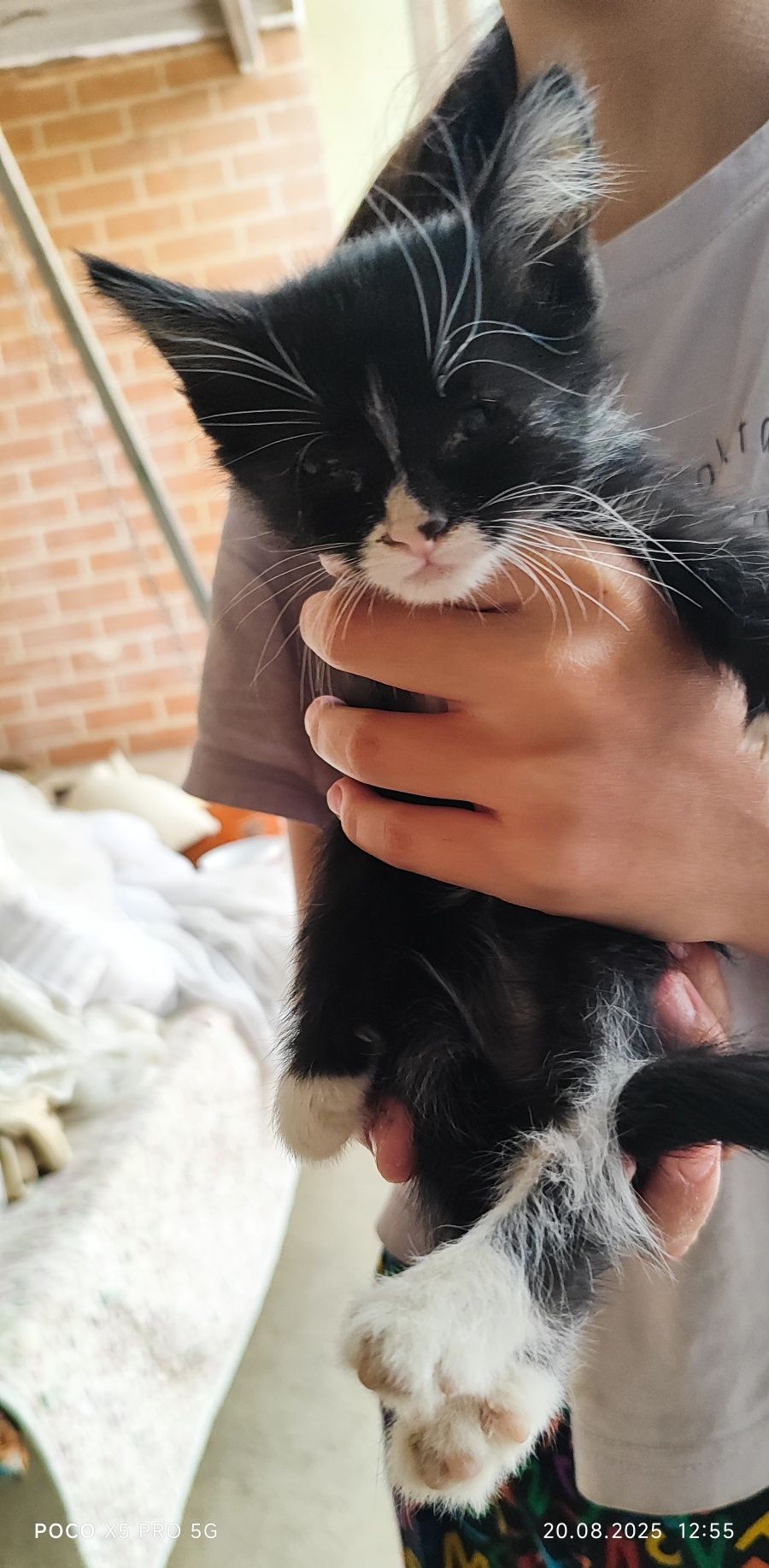 Котята в хорошие добрые руки