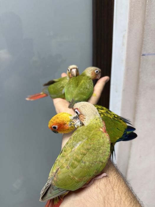 Papagali vorbitori pyrhurra pyrrhura pui blanzi pirura