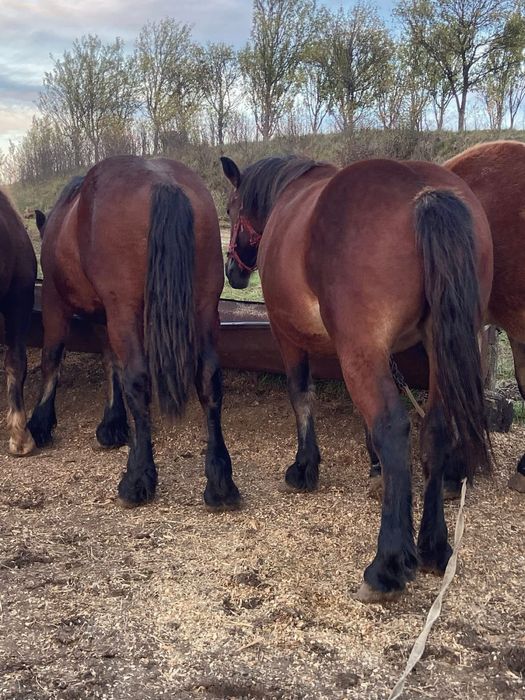 Vand manji de un an marfa top ardenez