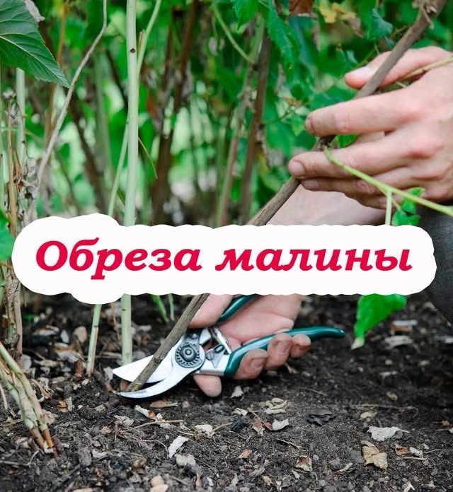 Осенняя обрезка плодовых деревьев