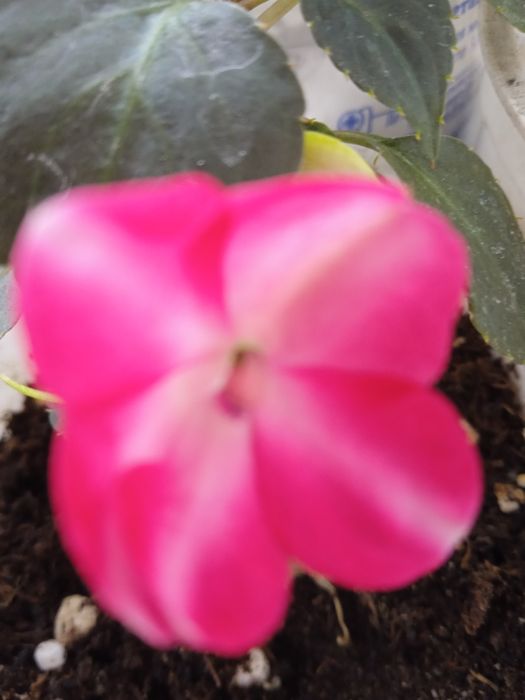 Продам бальзамины