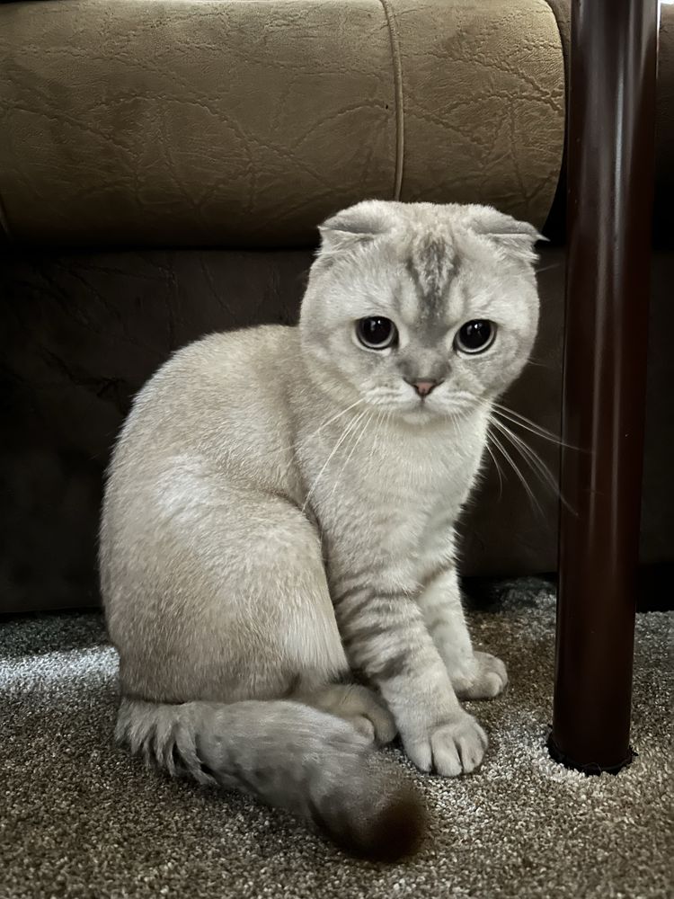Шотландский вислоухий кот