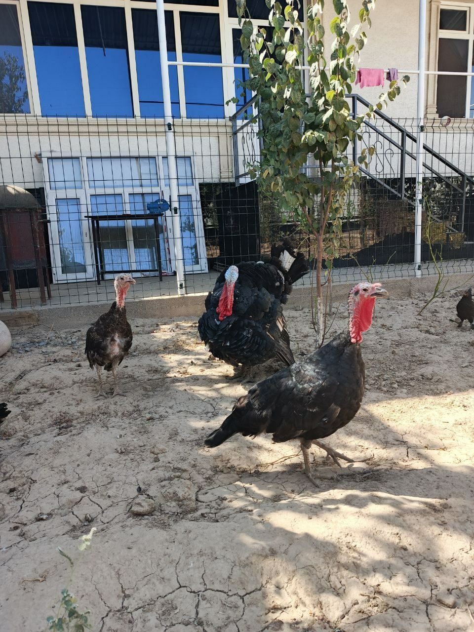 3 Kurka. 1 Erkak va 2 Urgʻochi.