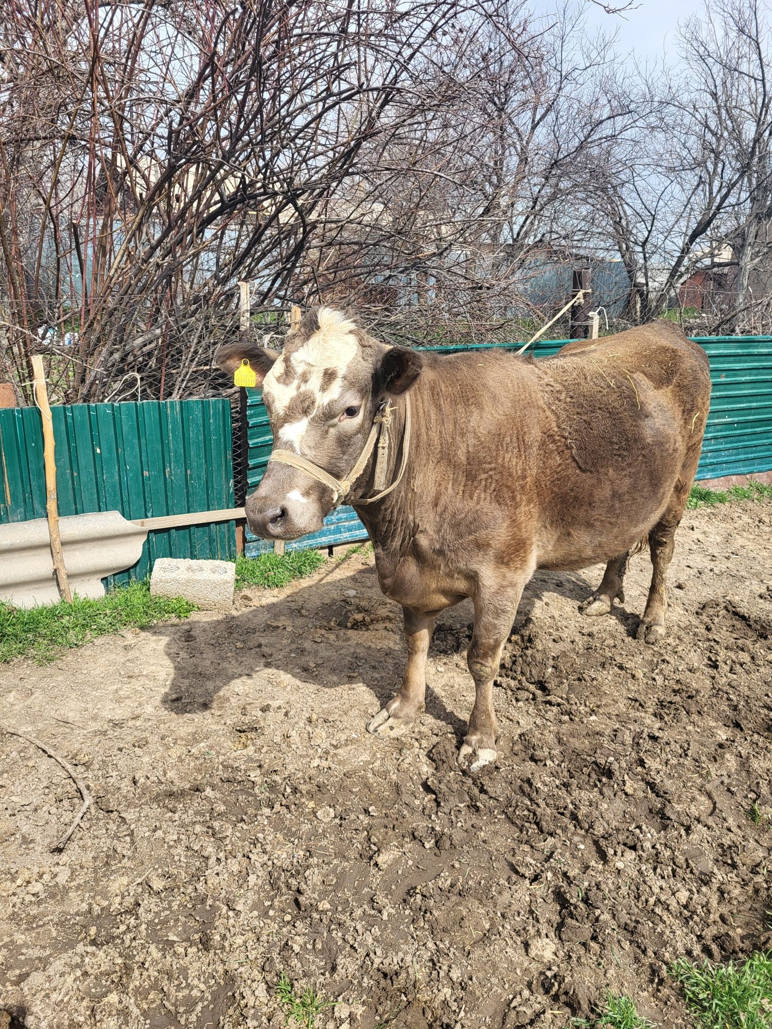 Продаю Корову дойную