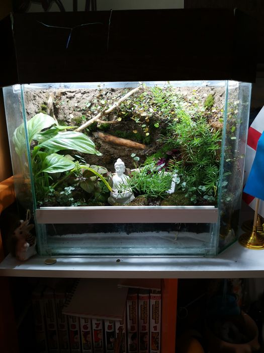 Флорариум под комнатные растения