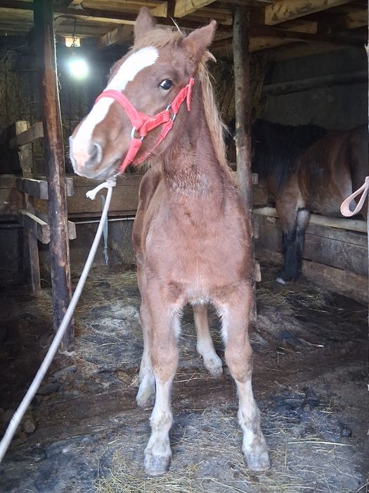 Vand manza de 7 luni !