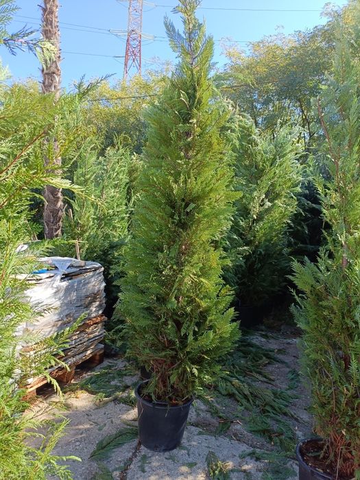 Leylandii chiparos