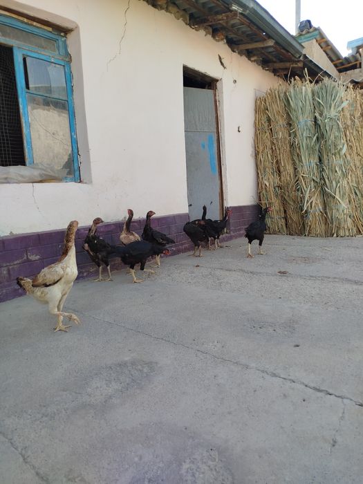 Дакан макён хуроз ва жужалар сотилади