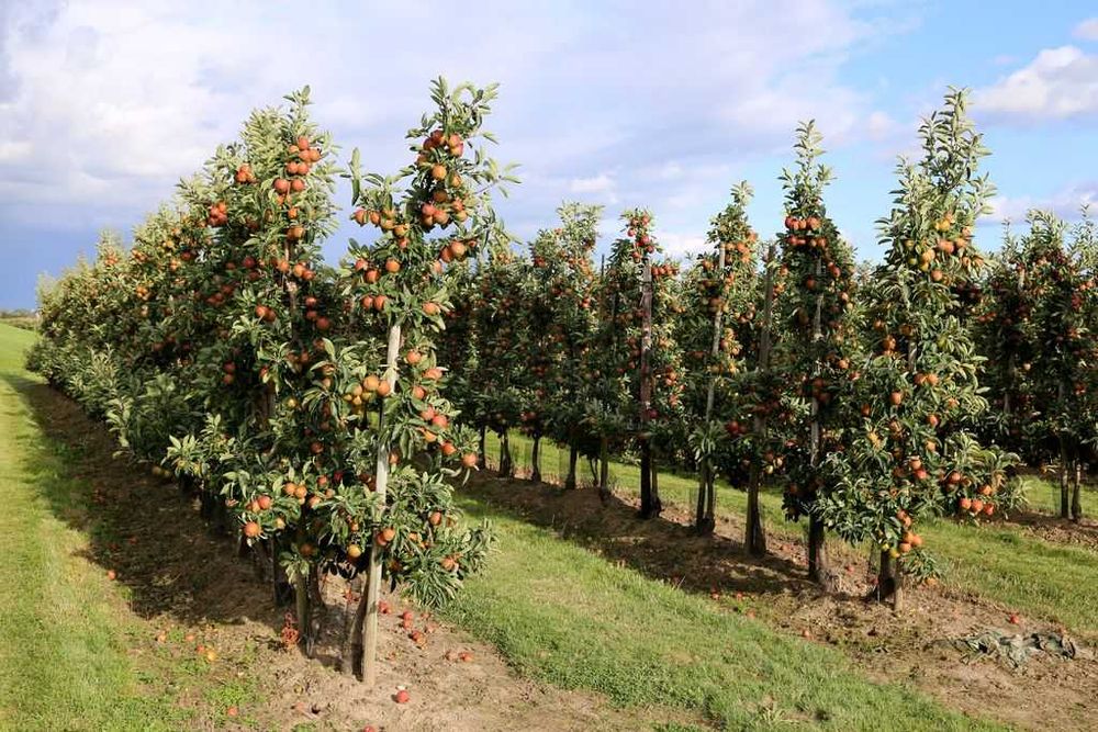Vindem pomi fructiferi | plantam si livram in toata tara