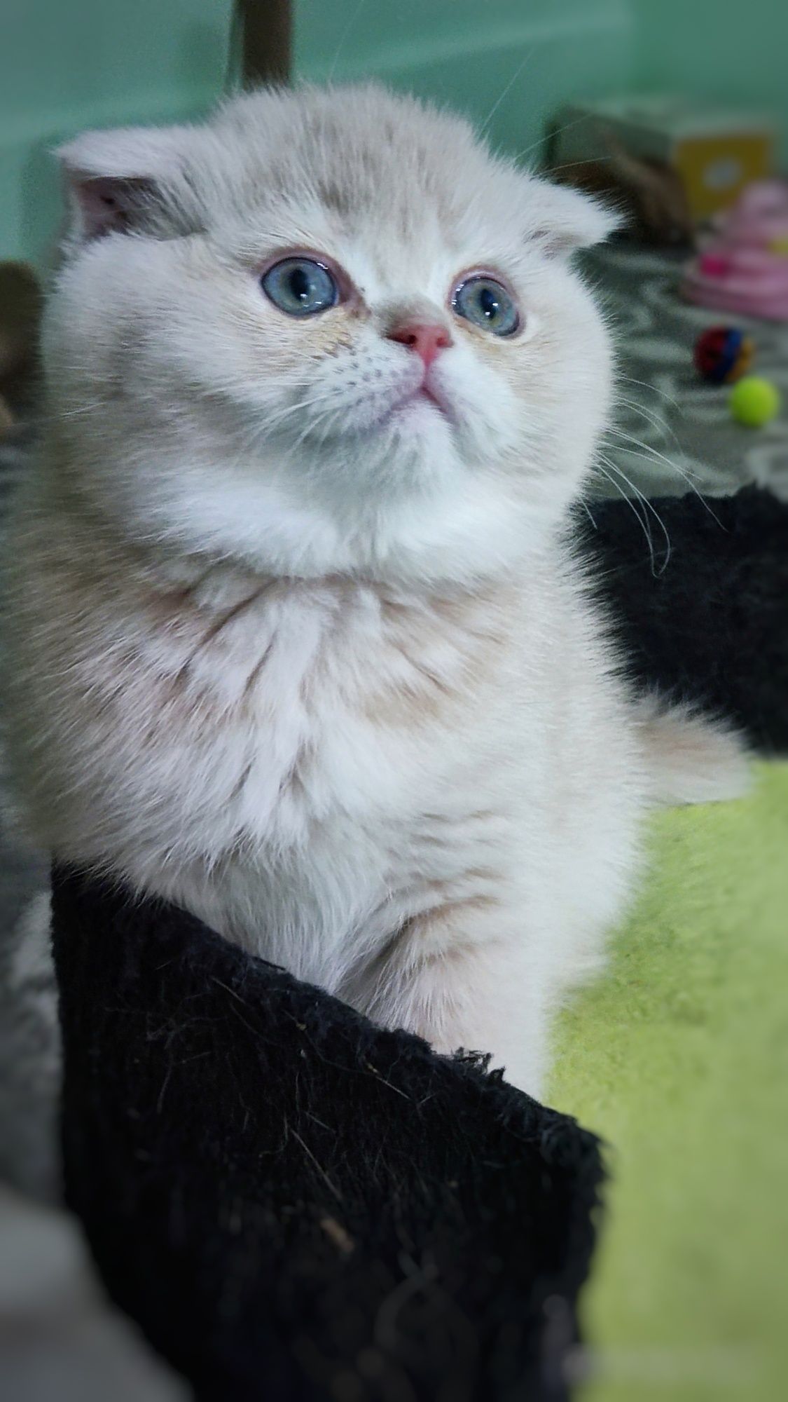 Котёнок скоттиш фолд.