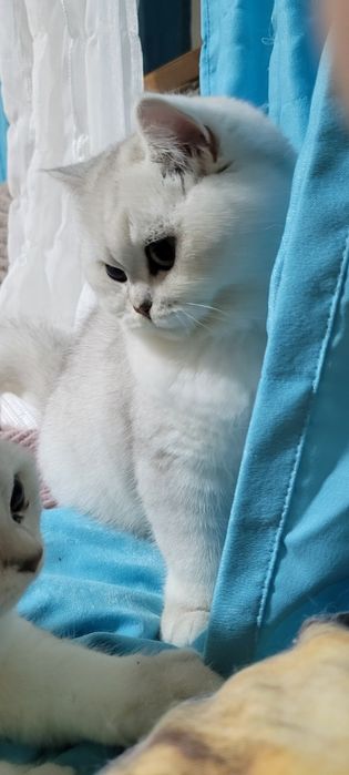 Котки Британска сребърна чинчила с родословие