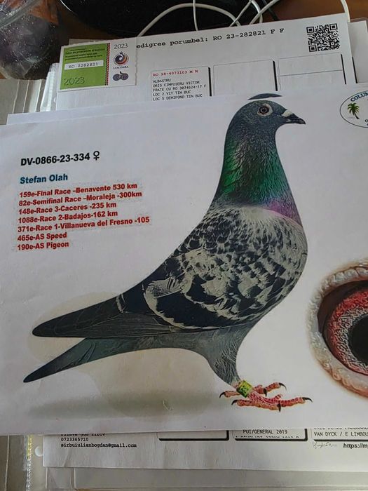 Porumbei viteză-demifond, fond