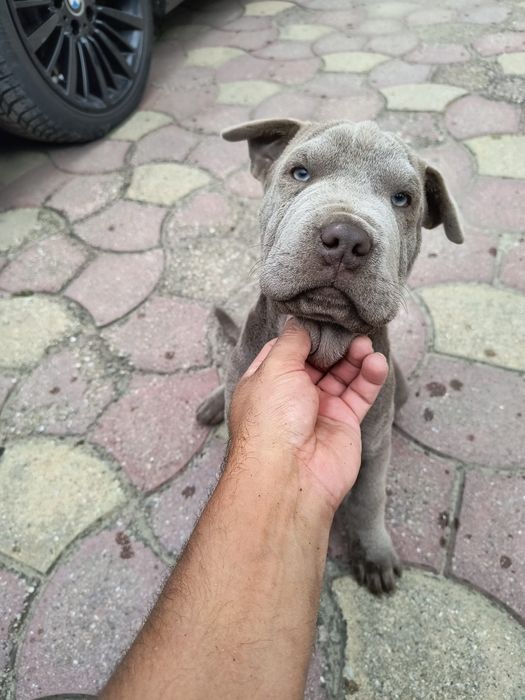 Vând Sharpei mascul