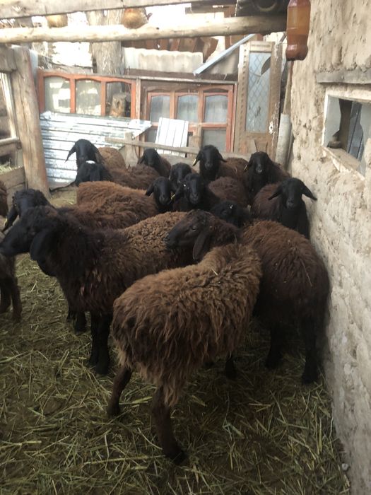 Токты еті орташа